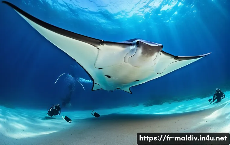 몰디브 다이빙 포인트 관련 이미지 1